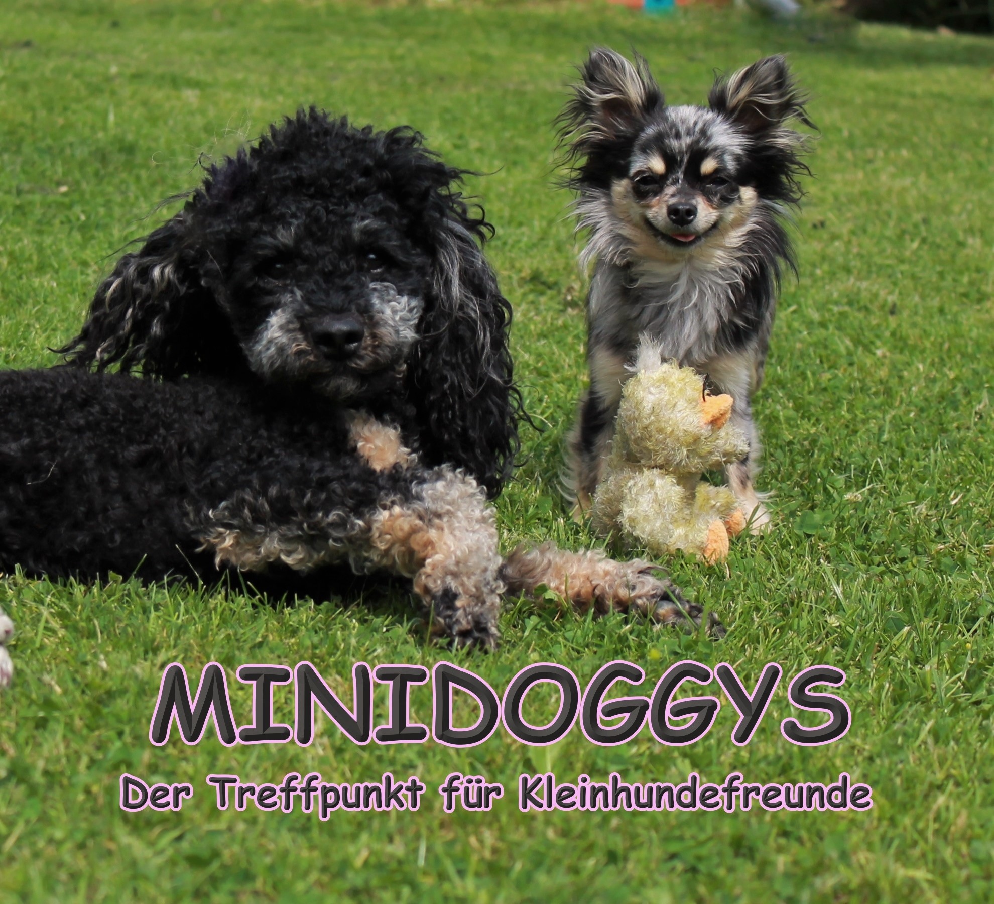  Minidoggys 